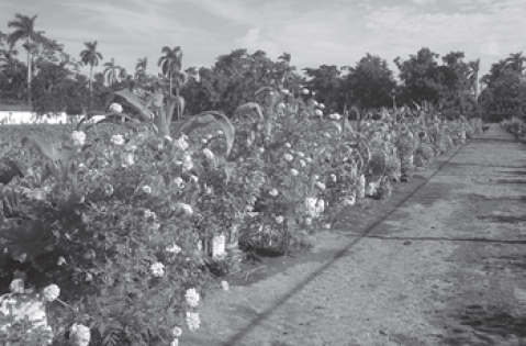 Contribución al diseño agroecológico de sistemas de producción urbanos y suburbanos para favorecer procesos ecológicos - Image 3