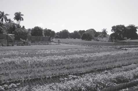 Contribución al diseño agroecológico de sistemas de producción urbanos y suburbanos para favorecer procesos ecológicos - Image 4