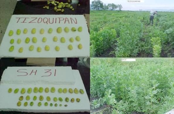 Rendimiento de legumbre y grano seco en 11 variedades de Haba (vicia faba l.) en el Valle del Guadiana, Durango - Image 3