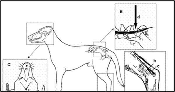 EVALUACION DE LA FUNCION SOMATOSENSITIVA: POTENCIALES EVOCADOS SOMATOSENSITITVOS - Image 1