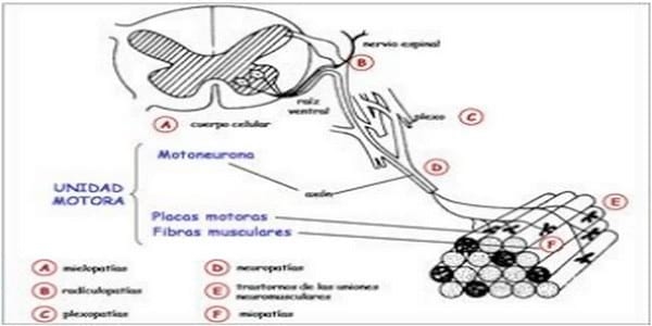 EVALUACION DE LA FUNCION NEUROMUSCULAR: ELECTRONEUROMIOGRAFIA - Image 1