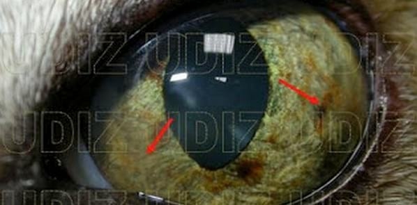 QUERATOCONJUNTIVITIS EOSINOFÍLICA FELINA - Image 2