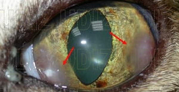 QUERATOCONJUNTIVITIS EOSINOFÍLICA FELINA - Image 1