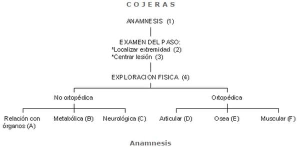 COJERAS (1): POR CAUSAS ORTOPÉDICAS Y ENFERMEDADES DE DESARROLLO - Image 1