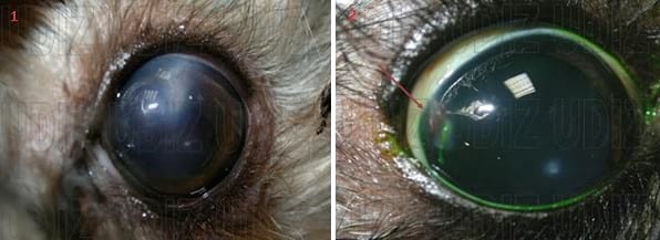 PERFORACIONES CORNEALES: LOS ARAÑAZOS DE GATO - Image 1
