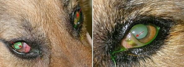 SÍNDROME DE ÜBERREITER O QUERATITIS SUPERFICIAL CRÓNICA - Image 2