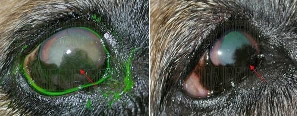 SÍNDROME DE ÜBERREITER O QUERATITIS SUPERFICIAL CRÓNICA - Image 3