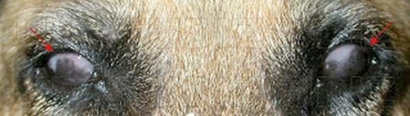 SÍNDROME DE ÜBERREITER O QUERATITIS SUPERFICIAL CRÓNICA - Image 1