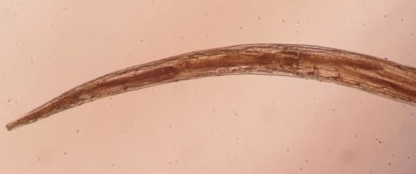 Relevamiento coproparasitario en criaderos familiares de cerdos en Uruguay - Image 31