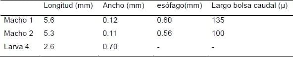 Relevamiento coproparasitario en criaderos familiares de cerdos en Uruguay - Image 28