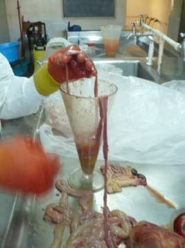 Relevamiento coproparasitario en criaderos familiares de cerdos en Uruguay - Image 30