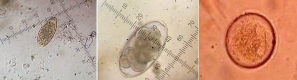 Relevamiento coproparasitario en criaderos familiares de cerdos en Uruguay - Image 27