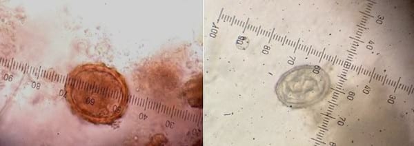 Relevamiento coproparasitario en criaderos familiares de cerdos en Uruguay - Image 26
