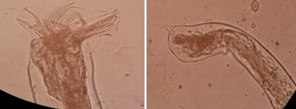 Relevamiento coproparasitario en criaderos familiares de cerdos en Uruguay - Image 32