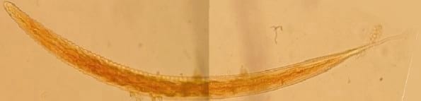 Relevamiento coproparasitario en criaderos familiares de cerdos en Uruguay - Image 23