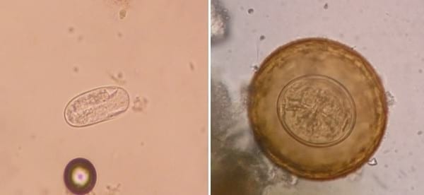 Relevamiento coproparasitario en criaderos familiares de cerdos en Uruguay - Image 33