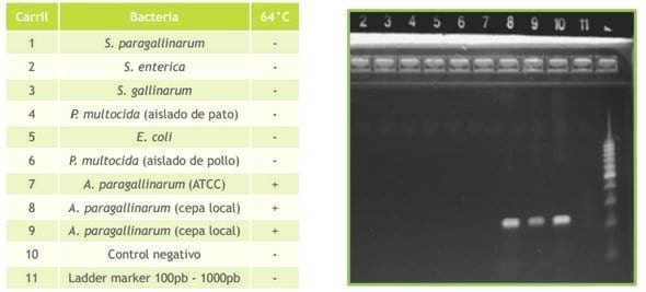 Desarrollo de una técnica molecular para la identificación de Avibacterium Paragallinarum - Image 4