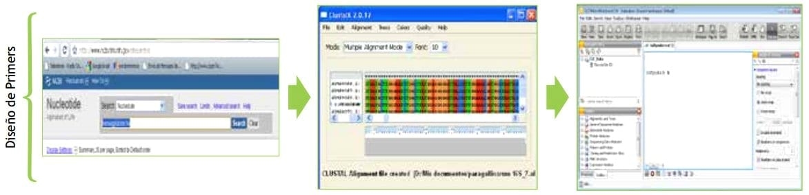 Desarrollo de una técnica molecular para la identificación de Avibacterium Paragallinarum - Image 2