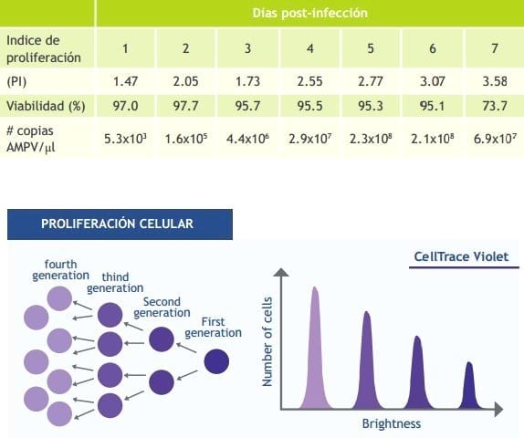 Evaluación de la proliferación y viabilidad celular por citometría de flujo en células vero infectadas con metapneumovirus aviar (AMPV) - Image 1