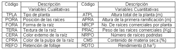 Cultivares cubanos de yuca (Manihot esculenta Crantz) con rendimiento y potencial genético para la agroindustria - Image 2
