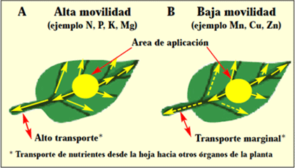 La absorción de nutrientes en fertilización foliar - Image 4