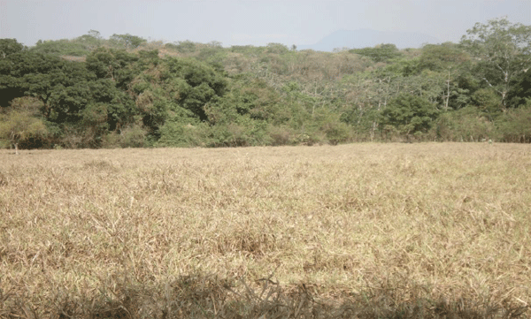 El silvopastoreo, una opción para reducir el efecto del cambio climatico - Image 5