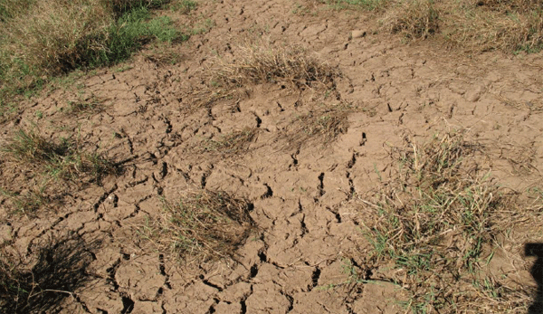 El silvopastoreo, una opción para reducir el efecto del cambio climatico - Image 4