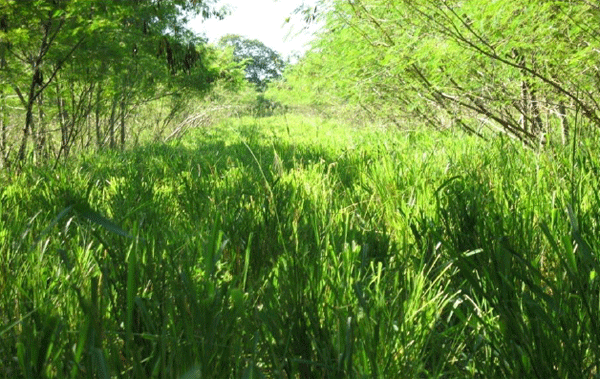 El silvopastoreo, una opción para reducir el efecto del cambio climatico - Image 7