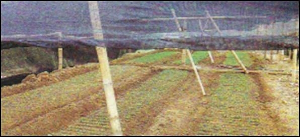 Sistema de Riego en Horticultura - Image 1