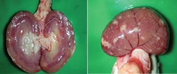 ACTUALIZACIÓN SOBRE PERITONITIS INFECCIOSA FELINA(PIF) Y DESCRIPCIÓN DE UN CASO DE PIF EFUSIVA - Image 3