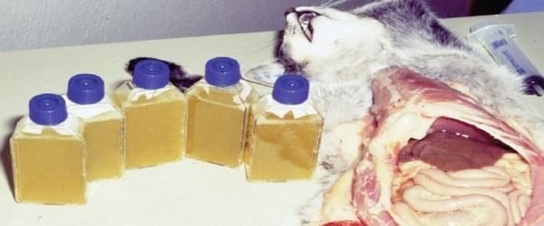 ACTUALIZACIÓN SOBRE PERITONITIS INFECCIOSA FELINA(PIF) Y DESCRIPCIÓN DE UN CASO DE PIF EFUSIVA - Image 5