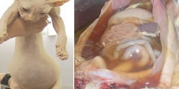 ACTUALIZACIÓN SOBRE PERITONITIS INFECCIOSA FELINA(PIF) Y DESCRIPCIÓN DE UN CASO DE PIF EFUSIVA - Image 2