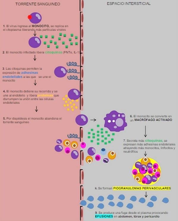 ACTUALIZACIÓN SOBRE PERITONITIS INFECCIOSA FELINA(PIF) Y DESCRIPCIÓN DE UN CASO DE PIF EFUSIVA - Image 1