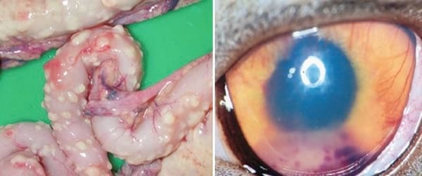 ACTUALIZACIÓN SOBRE PERITONITIS INFECCIOSA FELINA(PIF) Y DESCRIPCIÓN DE UN CASO DE PIF EFUSIVA - Image 4