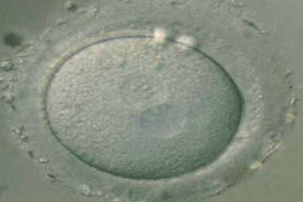 USO DE CELULAS MADRE Y PLASMA RICO EN PLAQUETAS EN ENFERMEDADES DEGENERATIVAS ARTICULARES EN PERROS. - Image 1