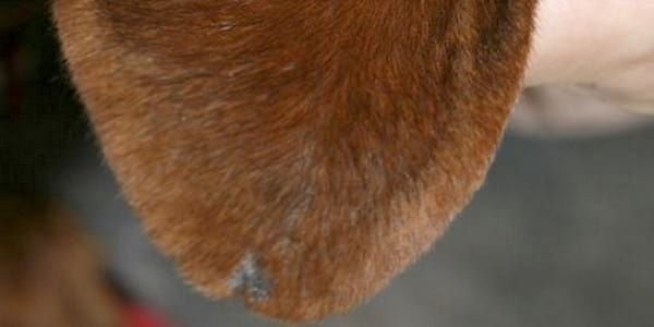 Tratamiento tópico de la dermatosis del margen auricular canino y la erosión ulcerosa asociada a vasculítis con una combinación terapéutica de Pentoxifilina y Minoxidil al 5% - Image 5