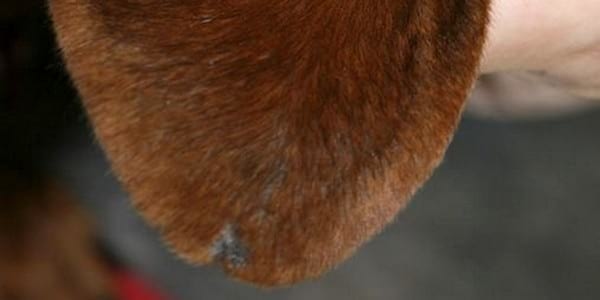 Tratamiento tópico de la dermatosis del margen auricular canino y la erosión ulcerosa asociada a vasculítis con una combinación terapéutica de Pentoxifilina y Minoxidil al 5% - Image 3