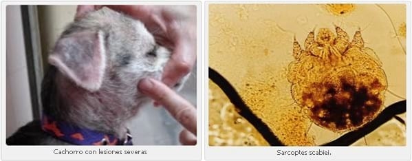 Eficacia de una formulación de amitraz aplicado spot on en forma preventiva a perros que convivan con animales infectados con Sarcoptes scabiei - Image 1