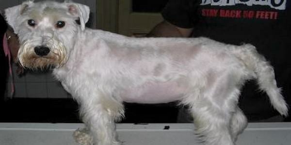 Enterocolitis linfoplasmocitaria con pérdida de proteínas en un Schnauzer mini de 10 meses de edad - Image 1