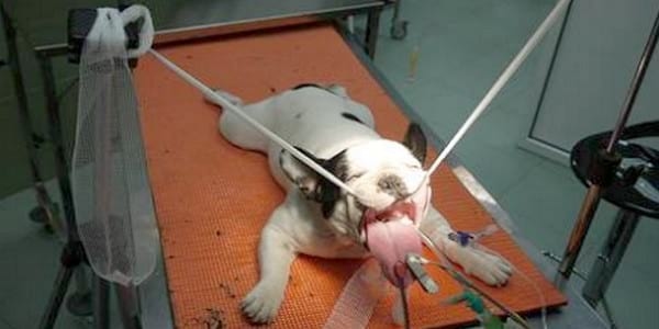 Palatoplastia modificada como tratamiento del síndrome braquiocefálico - Image 3
