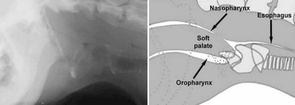 Palatoplastia modificada como tratamiento del síndrome braquiocefálico - Image 2