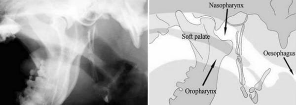 Palatoplastia modificada como tratamiento del síndrome braquiocefálico - Image 1