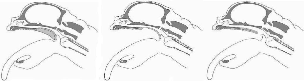 Palatoplastia modificada como tratamiento del síndrome braquiocefálico - Image 5