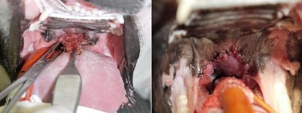 Palatoplastia modificada como tratamiento del síndrome braquiocefálico - Image 7
