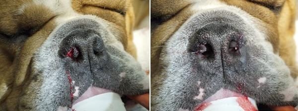 Palatoplastia modificada como tratamiento del síndrome braquiocefálico - Image 8