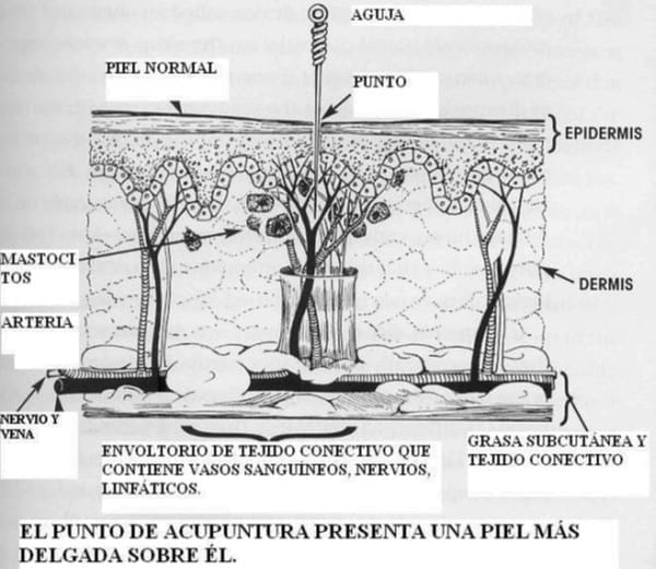Prácticas de Acupuntura en Caninos - Image 2
