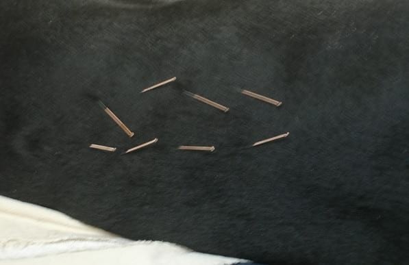 Prácticas de Acupuntura en Caninos - Image 3