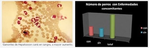 Estudio de 50 casos de hepatozoonosis en caninos naturalmente infectados en el Gran Buenos Aires, Argentina - Image 2