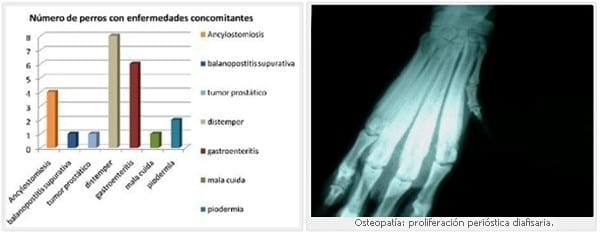 Estudio de 50 casos de hepatozoonosis en caninos naturalmente infectados en el Gran Buenos Aires, Argentina - Image 3