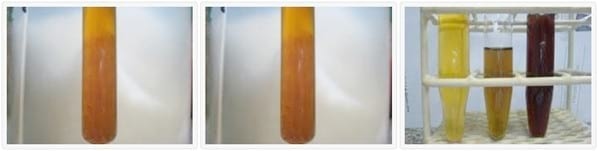 Hematuria esencial benigna en una gata - Image 2